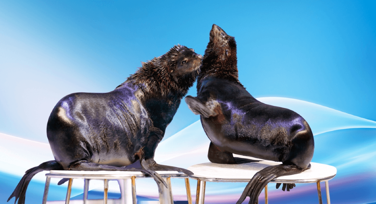 COMBO: Dubai Dolphinarium + Dubai Crocodile Park Tickets - تصویر 3
