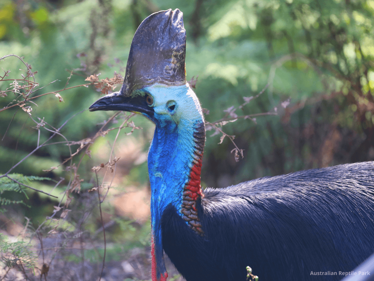 Australian Reptile Park - تصویر 32