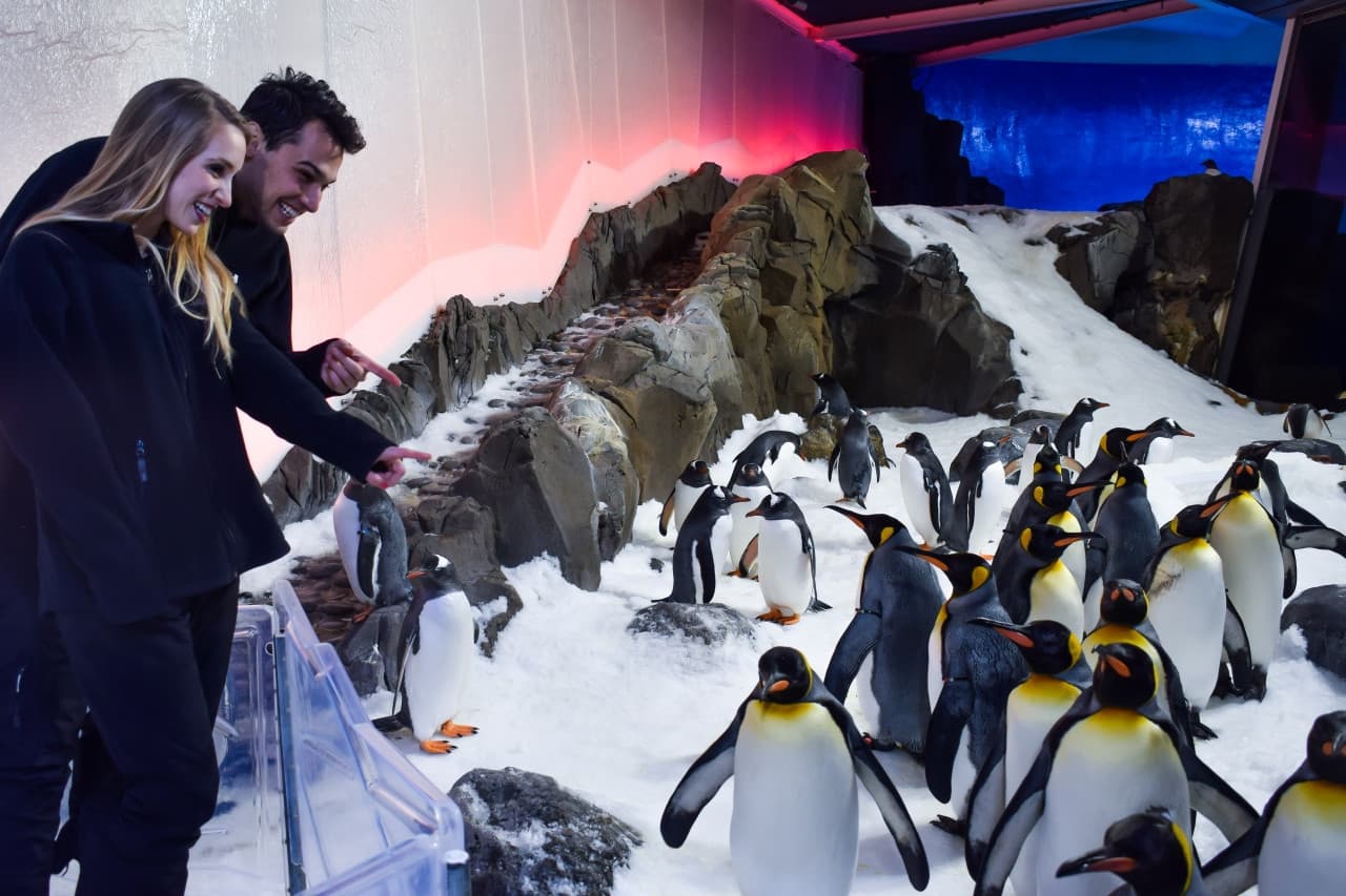 SEA LIFE Melbourne Aquarium Direct Entry Ticket - تصویر 17