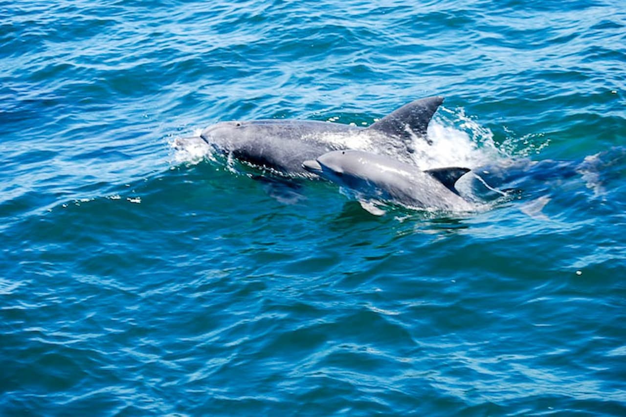 Dolphin Watching Experience in Amakusa - تصویر 3