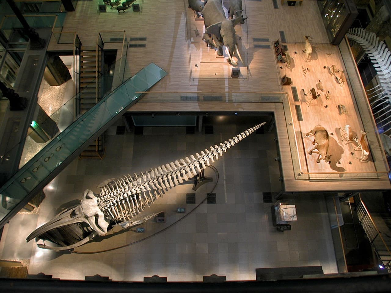 Grande Galerie de l'Évolution: Skip The Line - تصویر 4