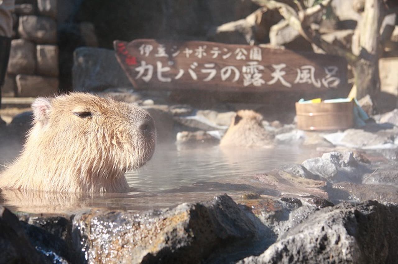 Izu Shaboten Zoo Ticket - تصویر اصلی