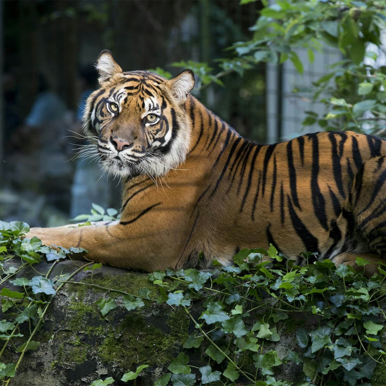 ZooParc de Beauval Ticket - تصویر 15