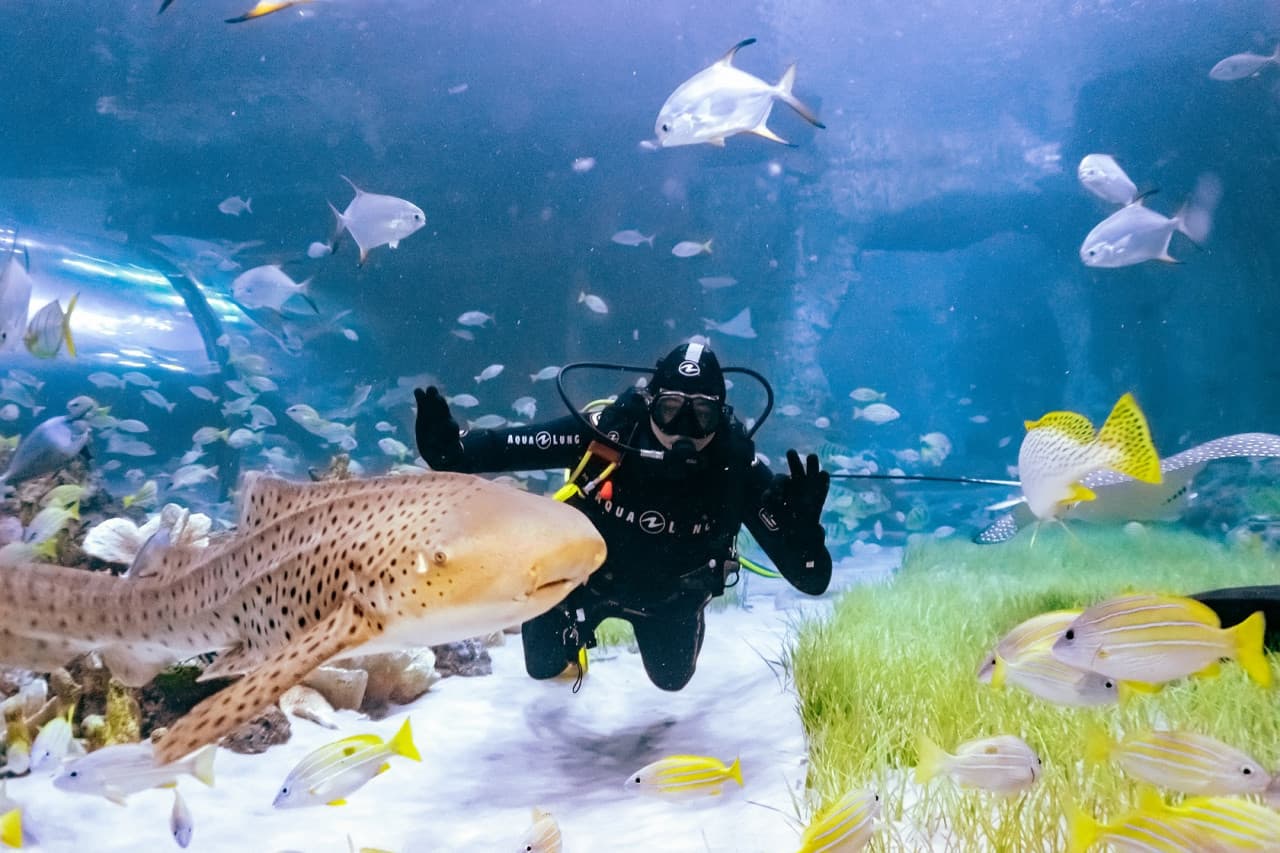 The National Aquarium Abu Dhabi Ticket - تصویر 11