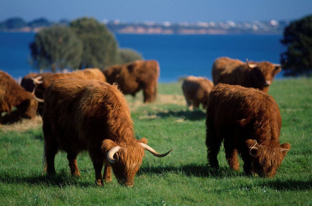 Phillip Island Nature Parks - Three-Park Pass - تصویر 3