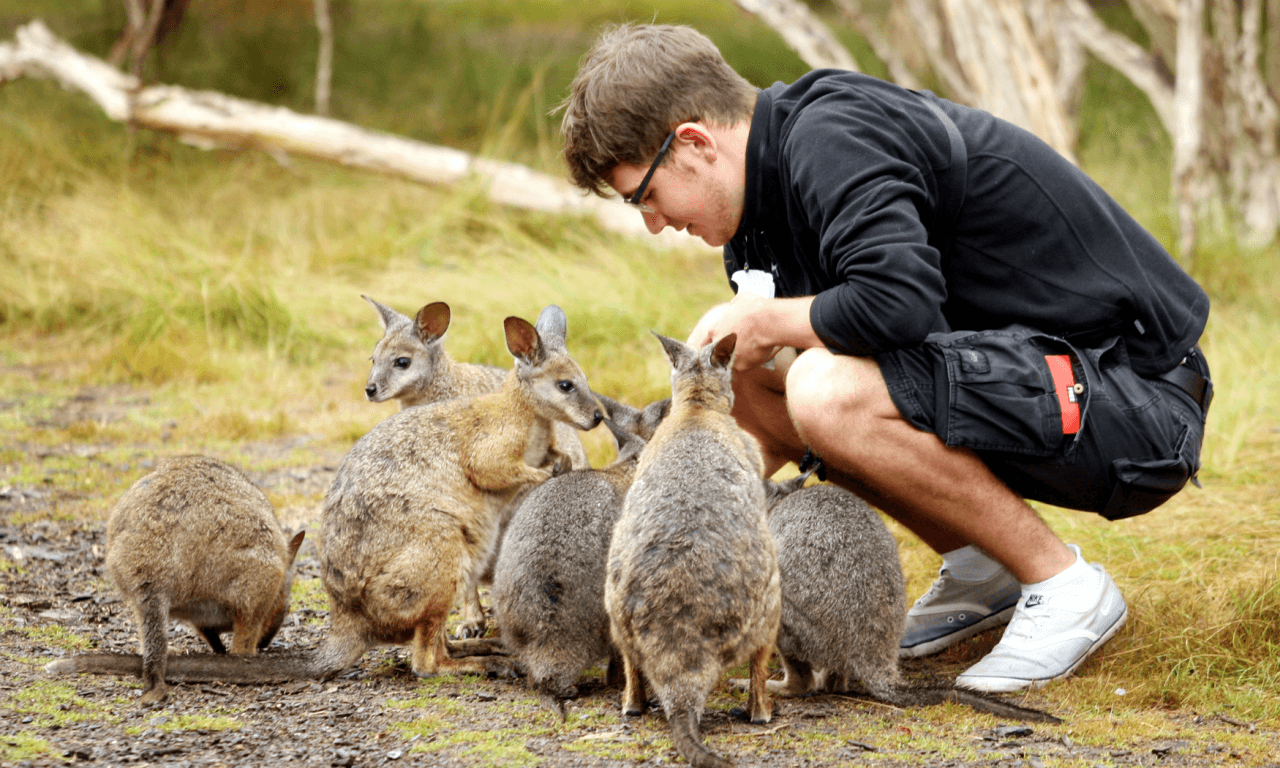 Phillip Island with Penguin Parade Eco Tour - تصویر 24