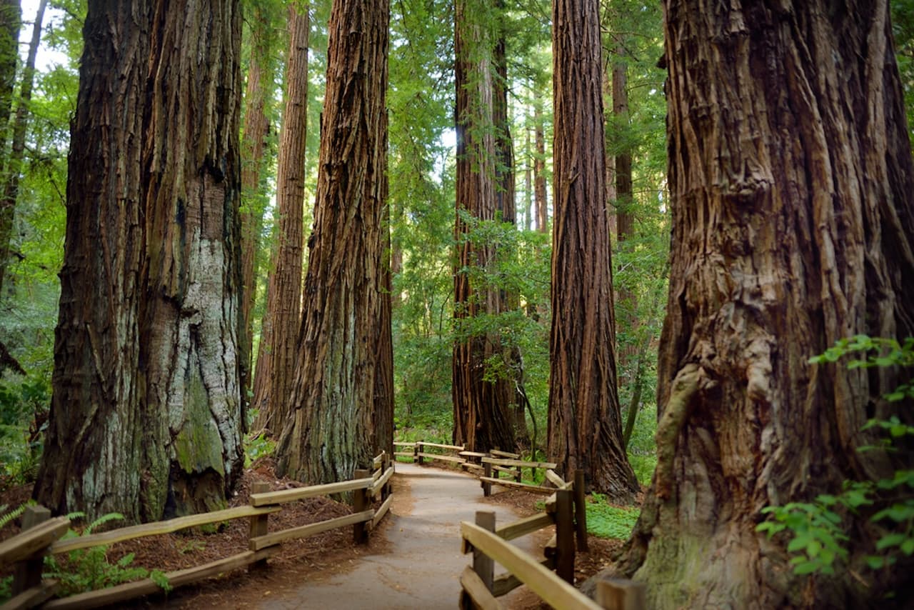 Muir Woods and Sausalito Tour from San Francisco - تصویر 3