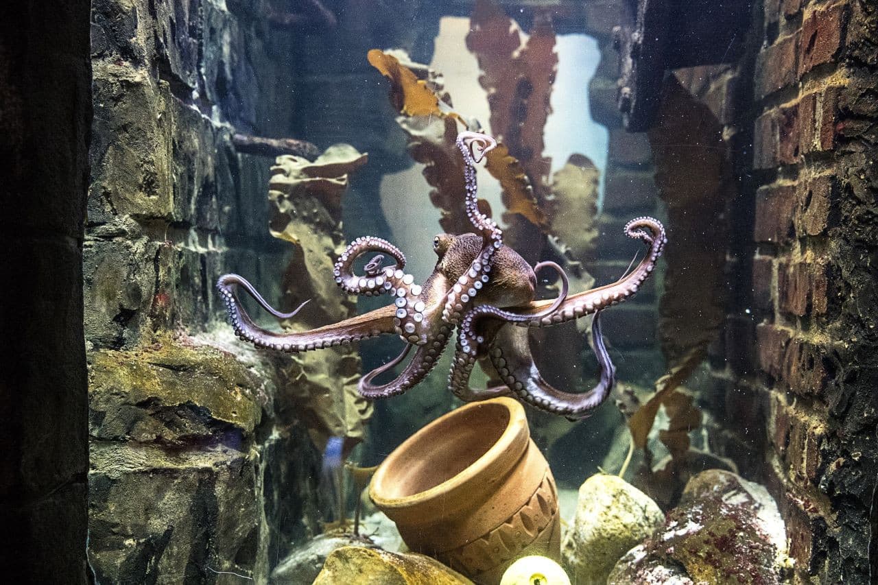 SEA LIFE Oberhausen Aquarium Ticket - تصویر 8