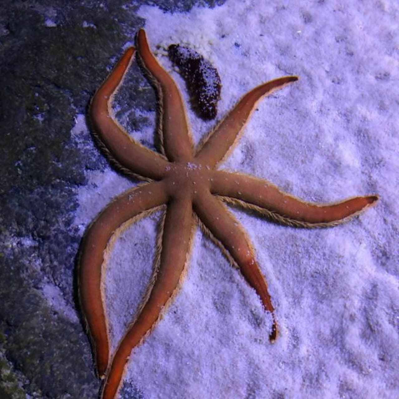 Seville Aquarium Ticket - تصویر 16