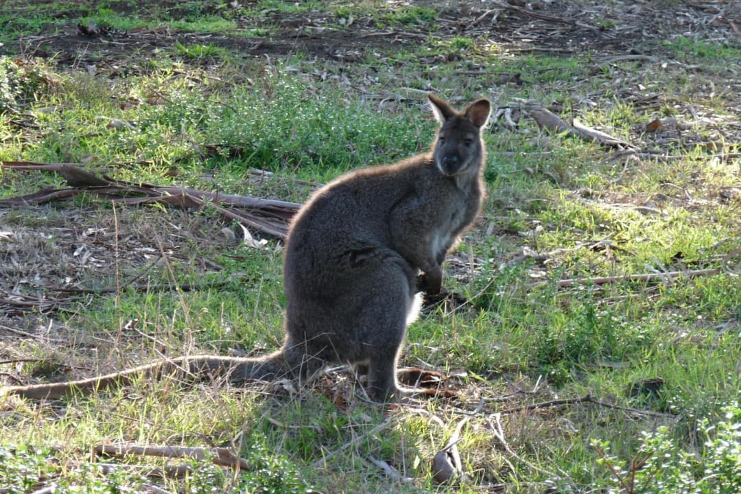 Phillip Island with Penguin Parade Eco Tour - تصویر 10