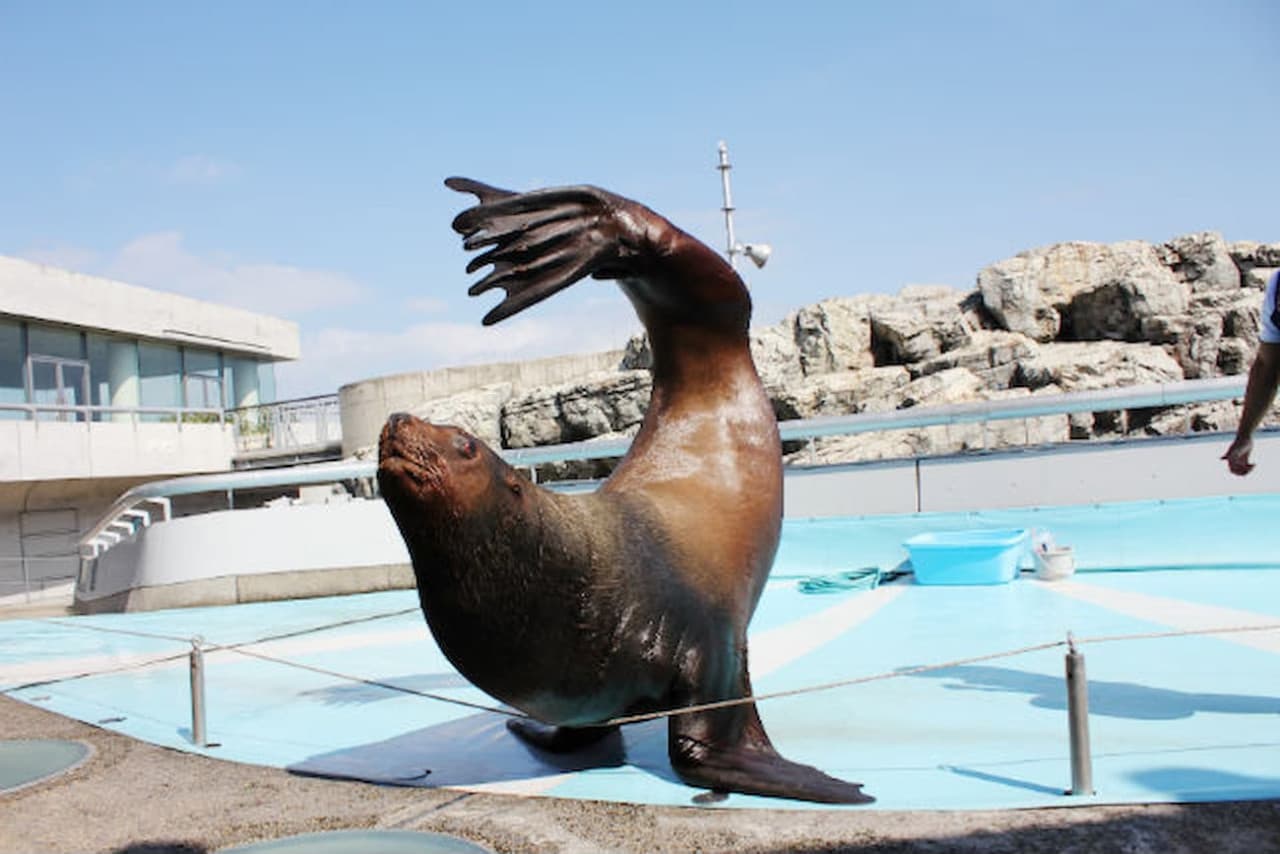 Oita Marine Palace Aquarium Umitamago Ticket - تصویر 7