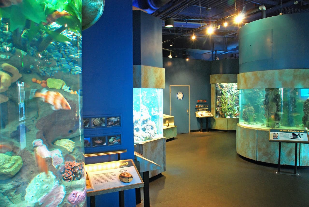 Aquarium of the Bay Ticket - تصویر 6
