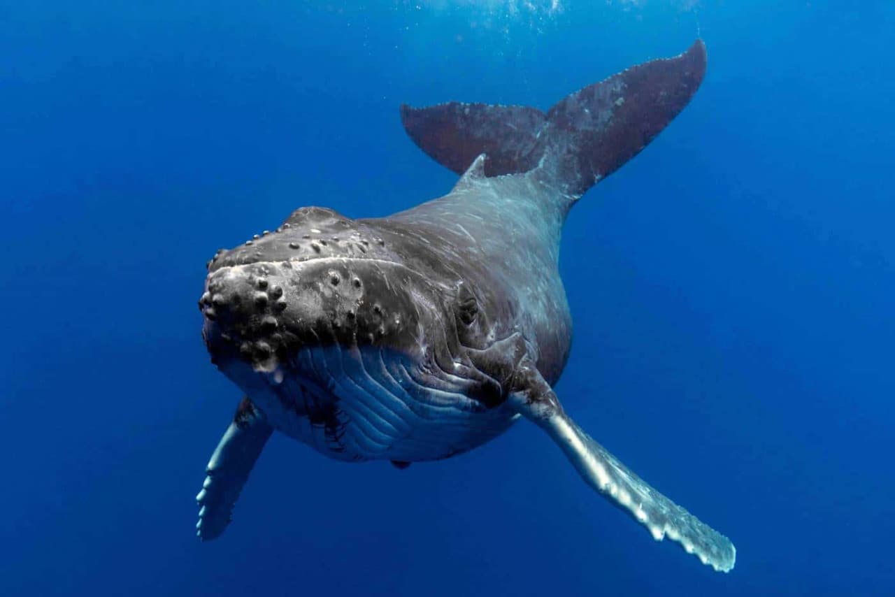Gold Coast Whale Watching Cruise aboard Sea World Cruises - تصویر 5