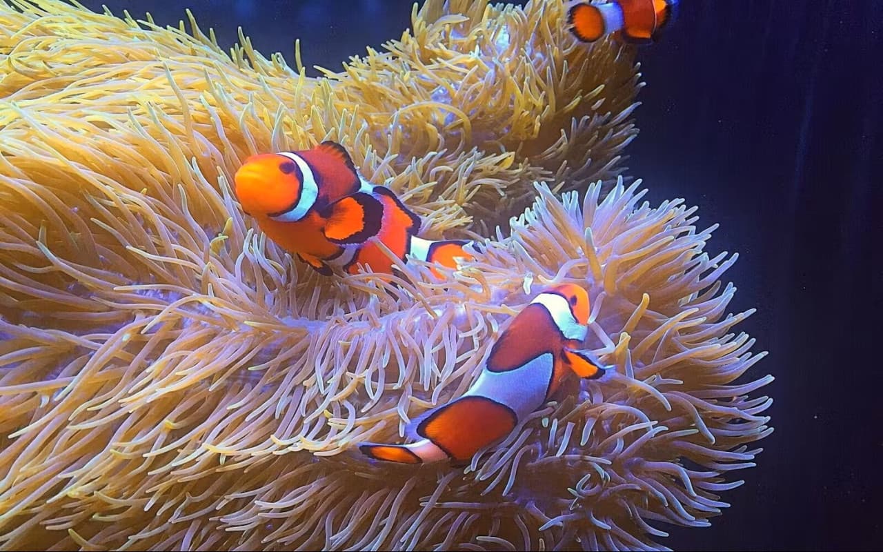 Vancouver Aquarium Ticket - تصویر اصلی