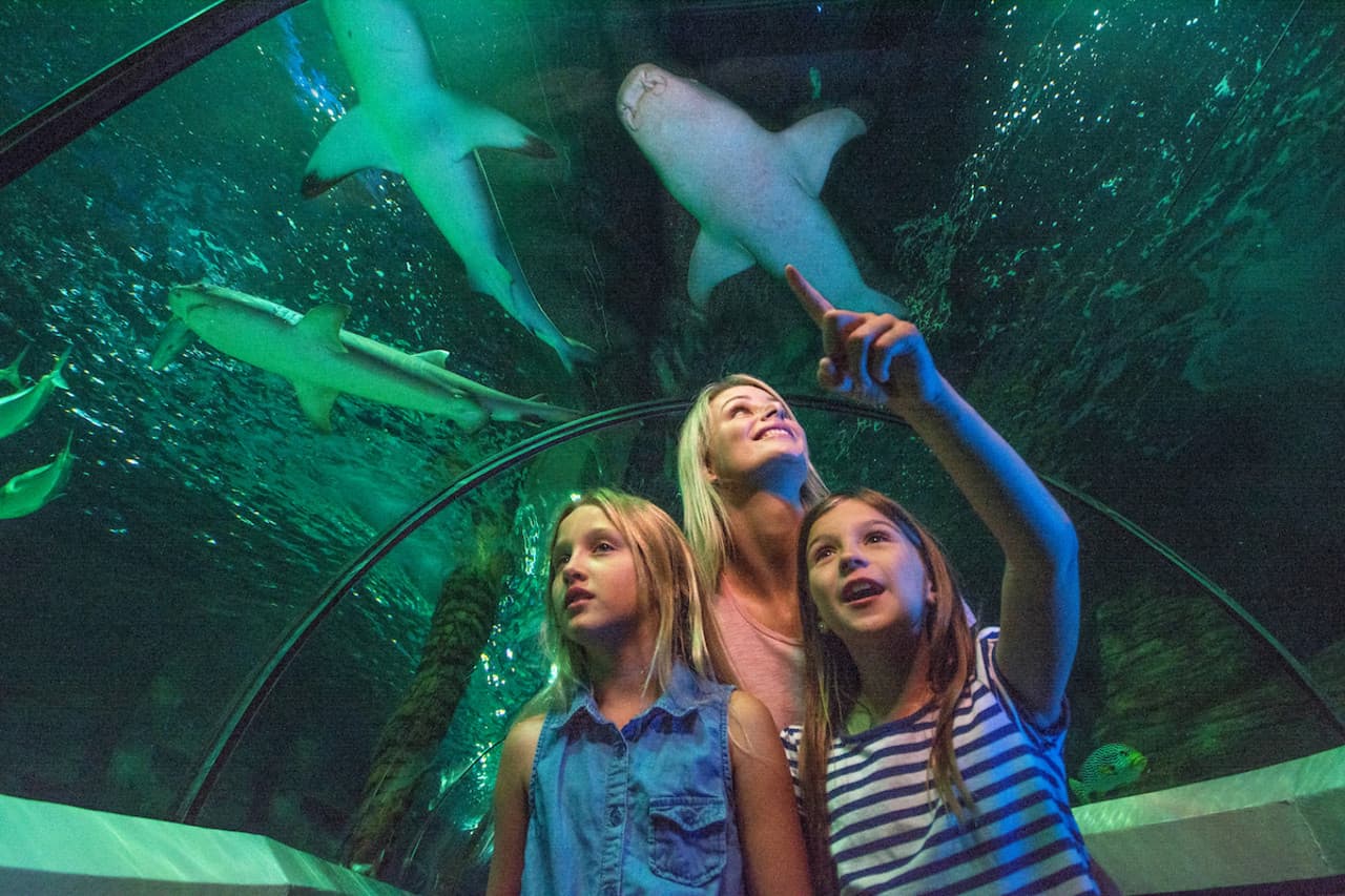SEA LIFE Sunshine Coast Aquarium Direct Entry Ticket - تصویر اصلی
