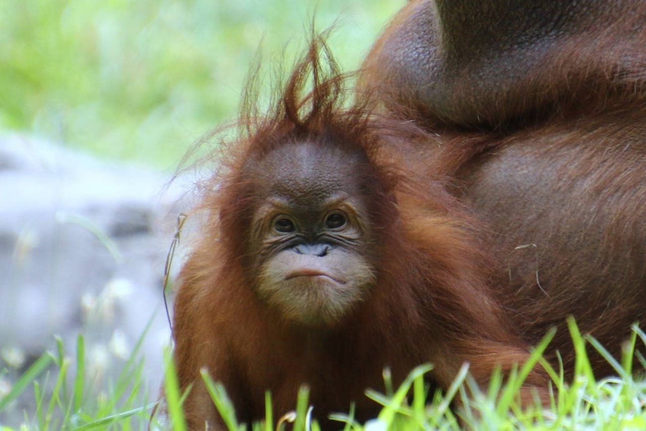 Zoo Atlanta Entry Ticket - تصویر 3