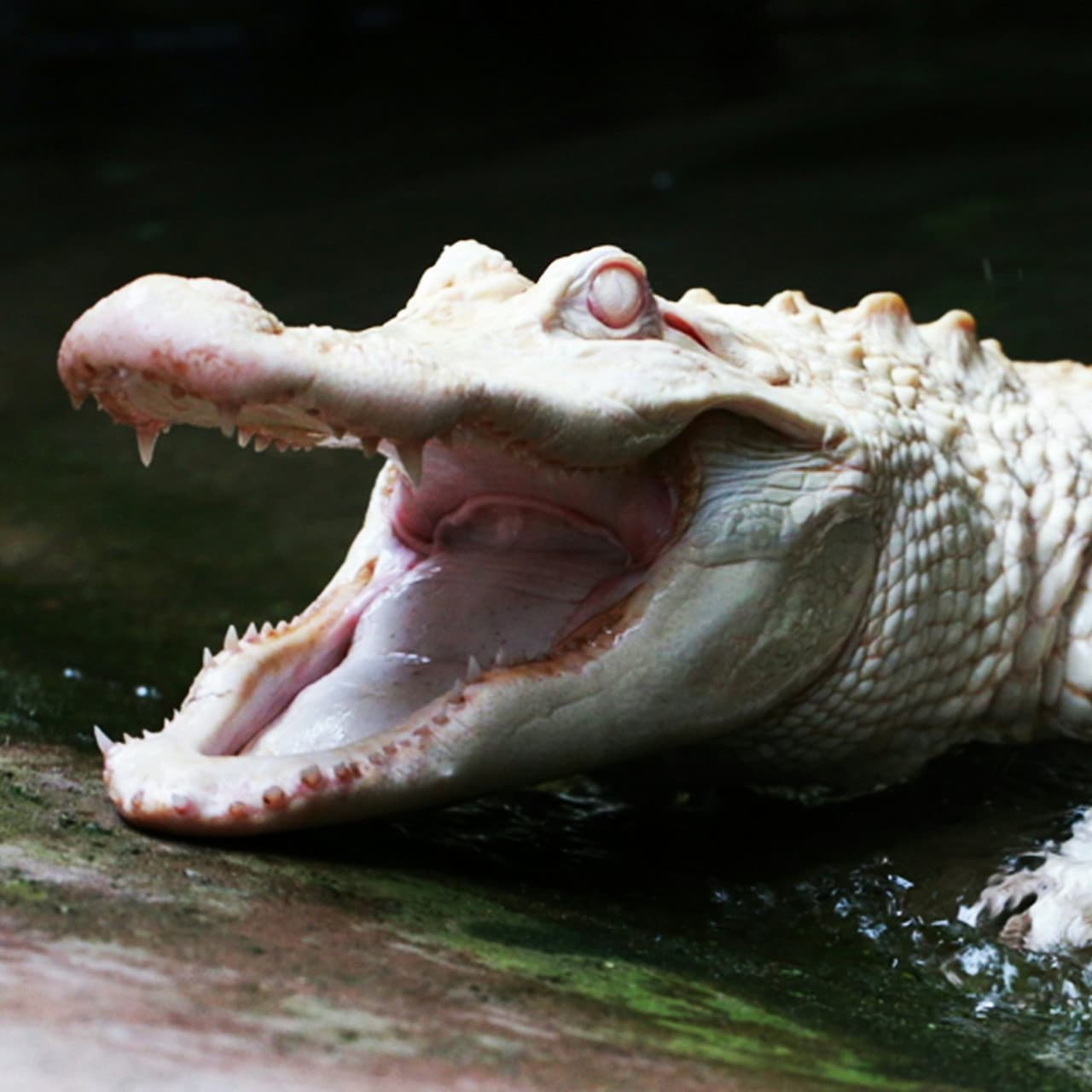 Alligator Bay Ticket - تصویر 4