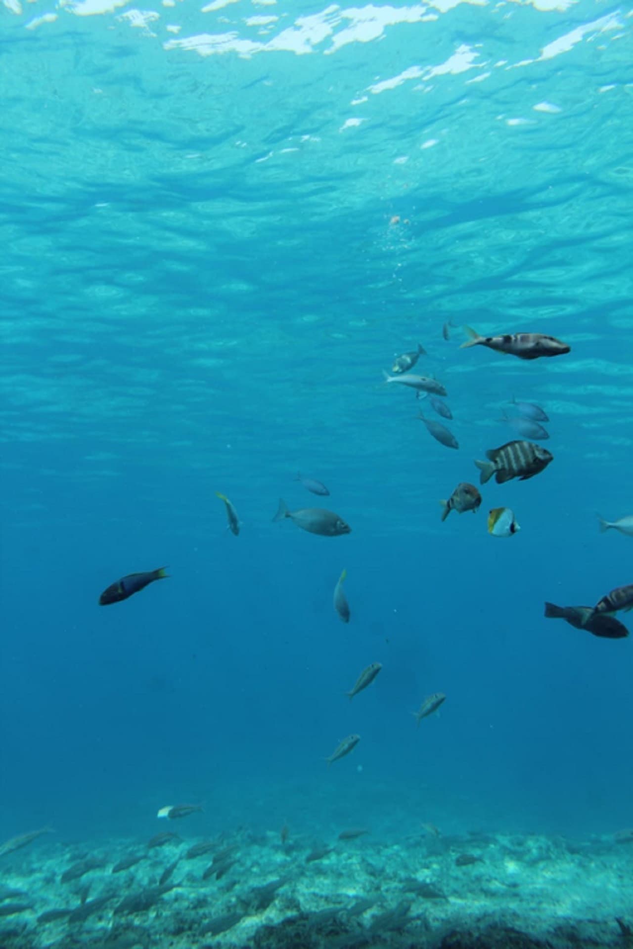 Okinawa Miyakojima Undersea Park - تصویر 5