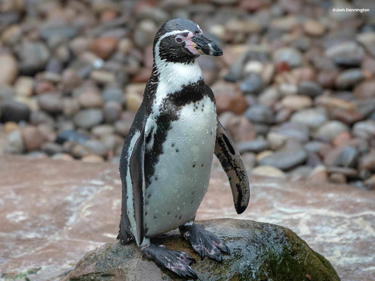Colchester Zoo Ticket - تصویر 6