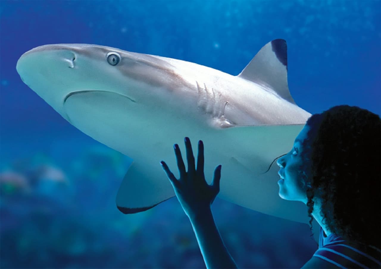 SEA LIFE Benalmádena Ticket - تصویر 3