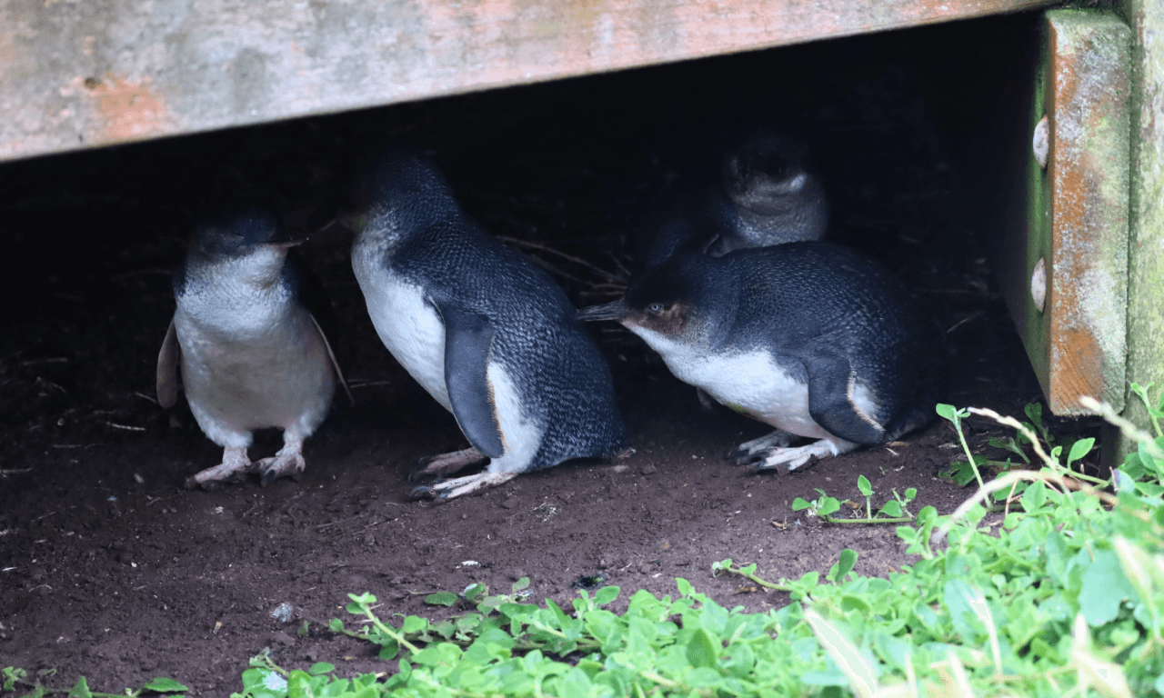 Phillip Island with Penguin Parade Eco Tour - تصویر 30