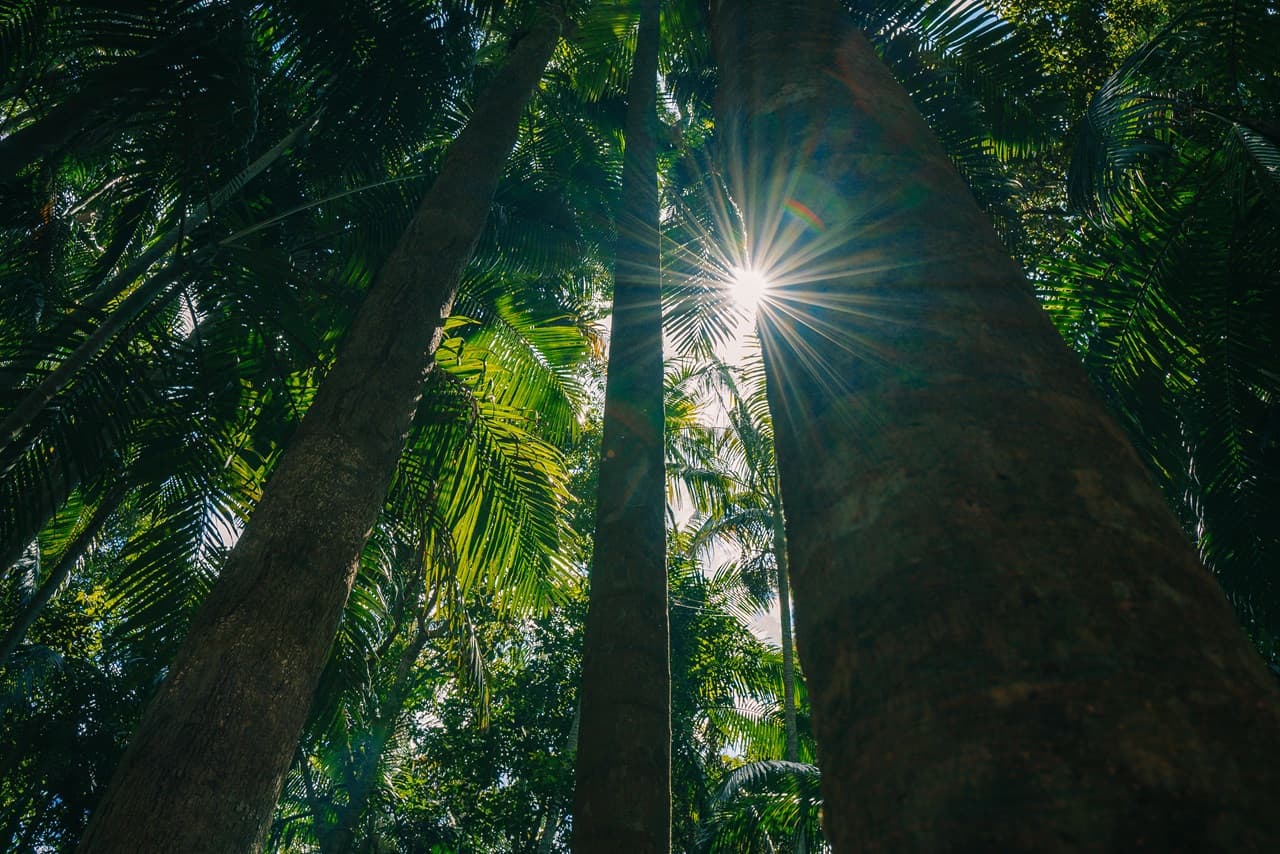 Tamborine Mountain Guided Walk and Wine Tasting Tour - تصویر 10