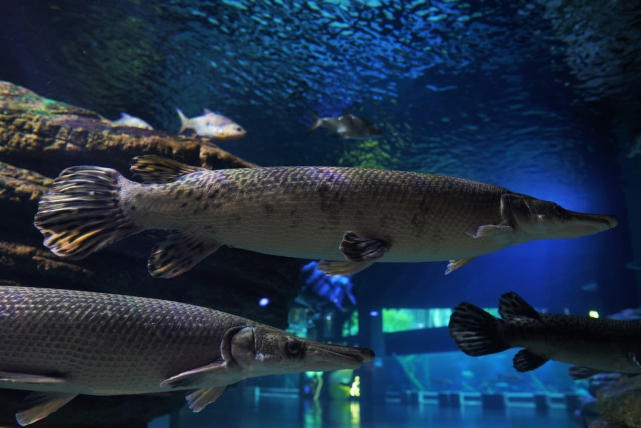 Aquaria Phuket - تصویر 4