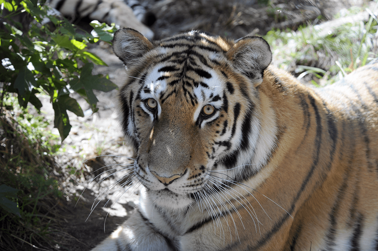 Bronx Zoo - تصویر 8