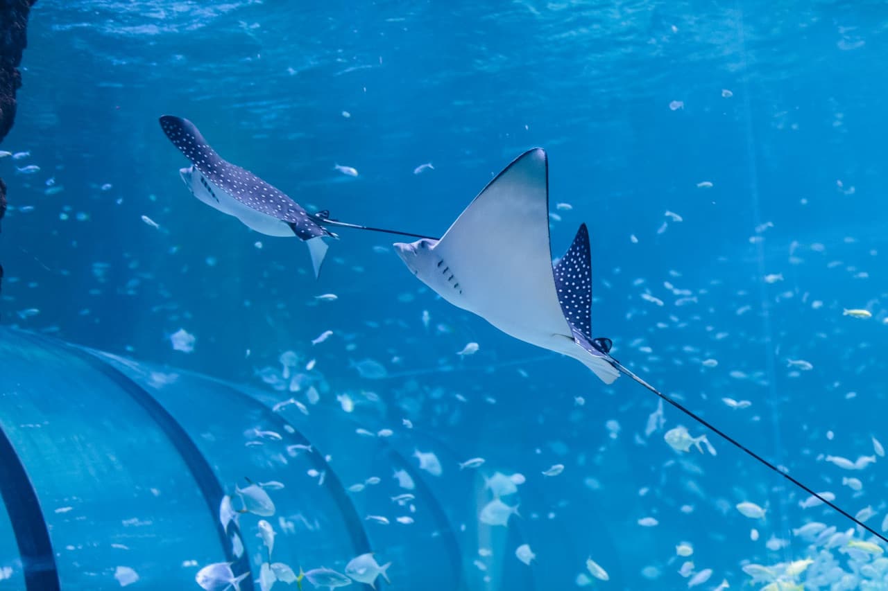 The National Aquarium Abu Dhabi Ticket - تصویر 3