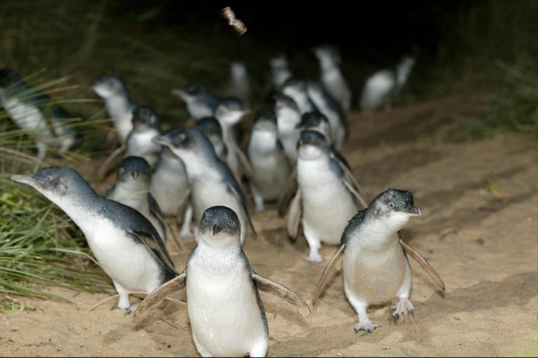 Phillip Island with Penguin Parade Eco Tour - تصویر 6