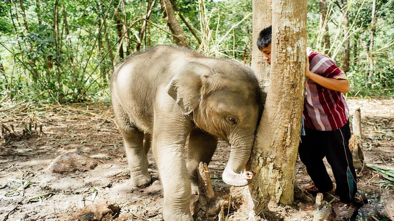 Elephant Jungle Sanctuary Chiang Mai - تصویر 5