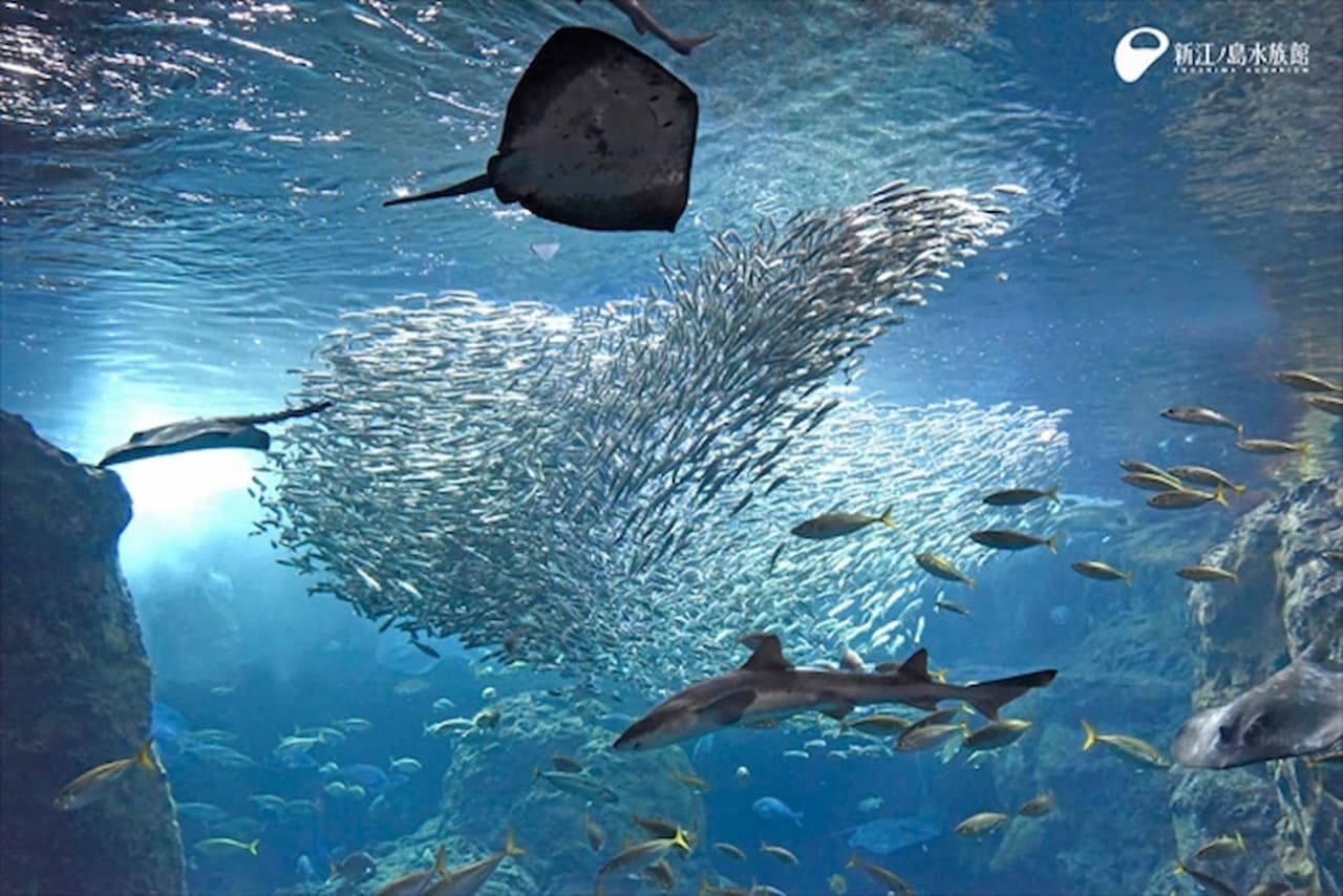 Enoshima Aquarium Ticket - تصویر اصلی