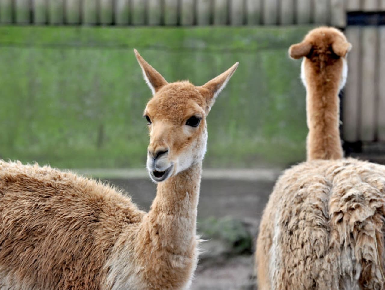 Bioparco: The Zoo of Rome - تصویر 9