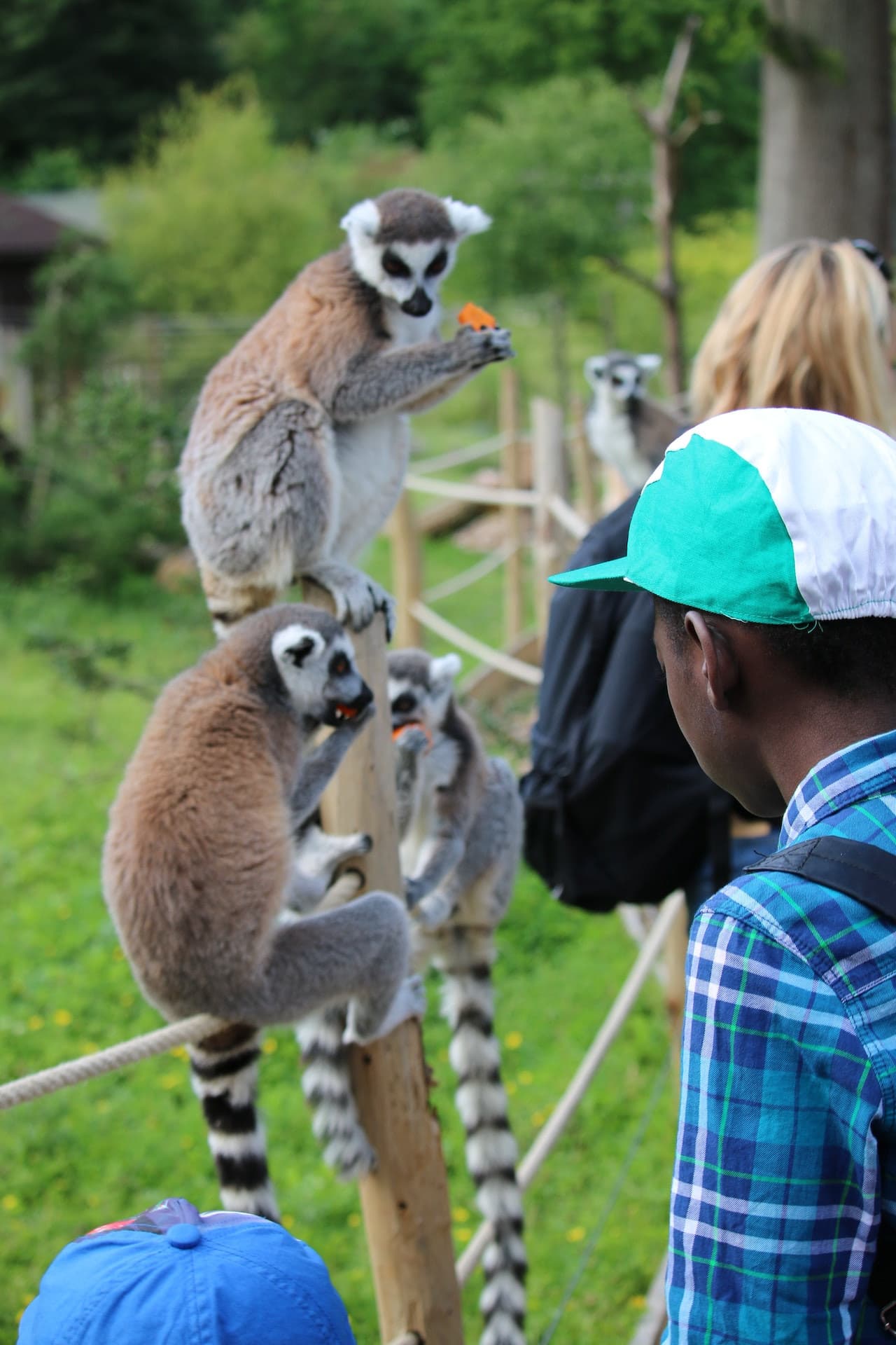 Thoiry ZooSafari: Skip The Line - تصویر 12