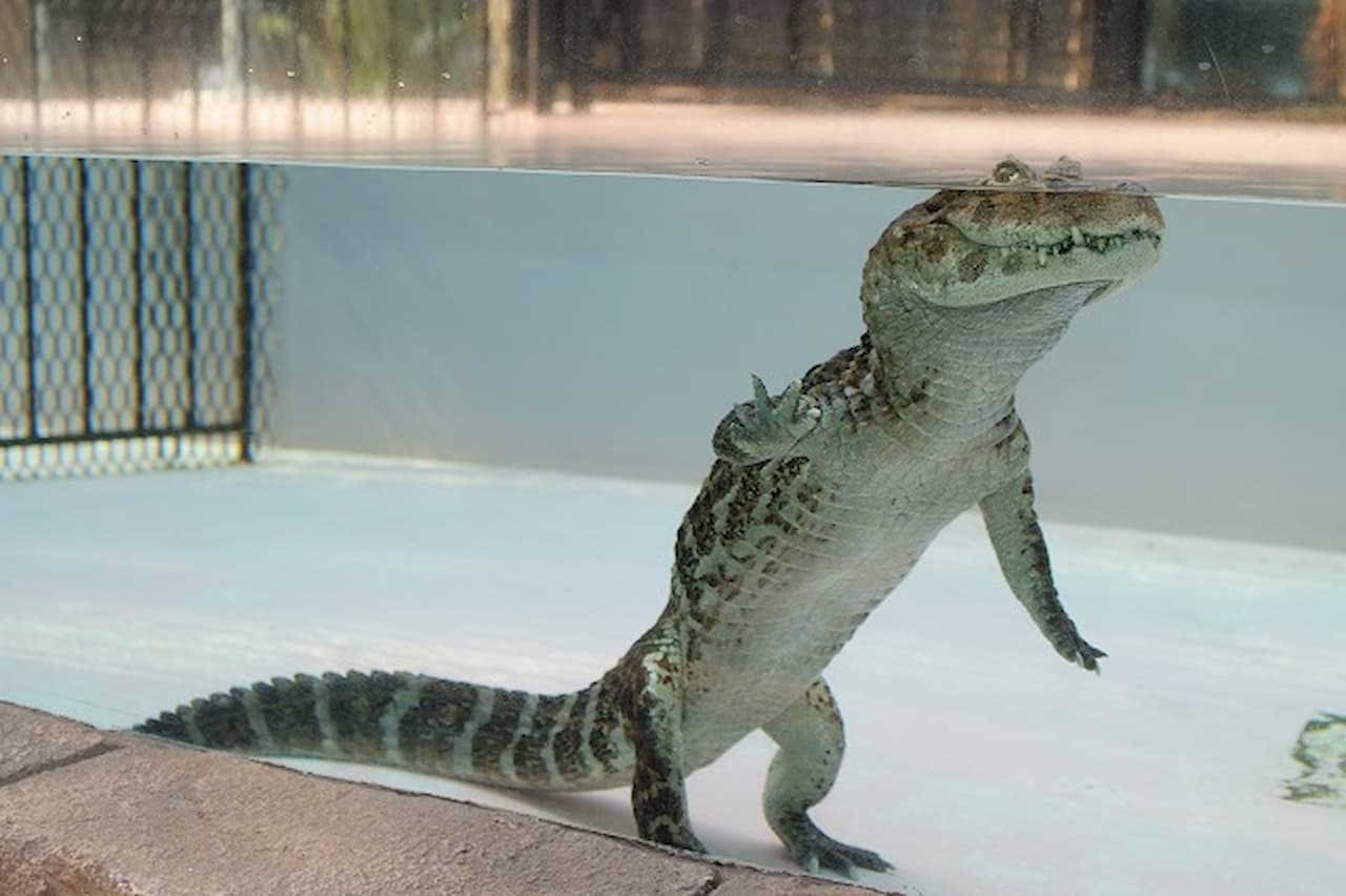 Atagawa Tropical and Alligator Garden Ticket - تصویر اصلی