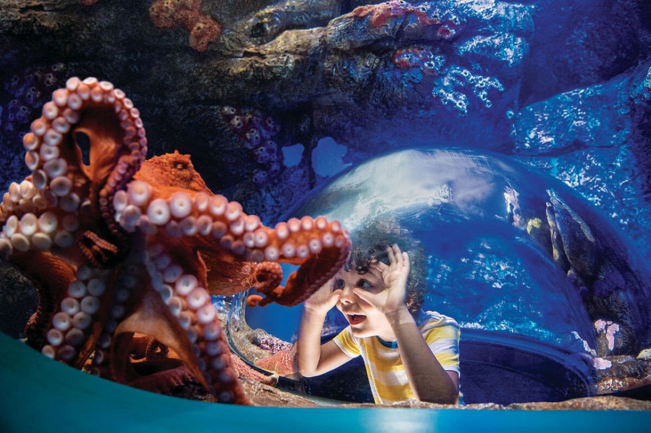Go City San Diego All-Inclusive Pass Plus: Save up to 50% on Attractions - تصویر 3
