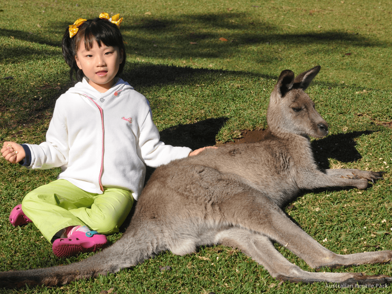 Australian Reptile Park - تصویر 15