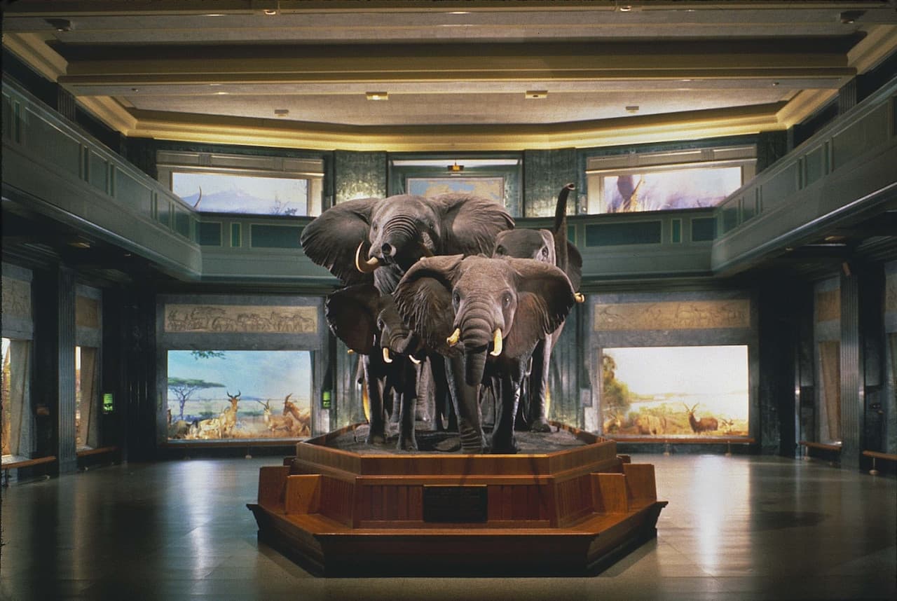 COMBO: American Museum of Natural History + The Museum of Modern Art (MoMA) Tickets - تصویر 3
