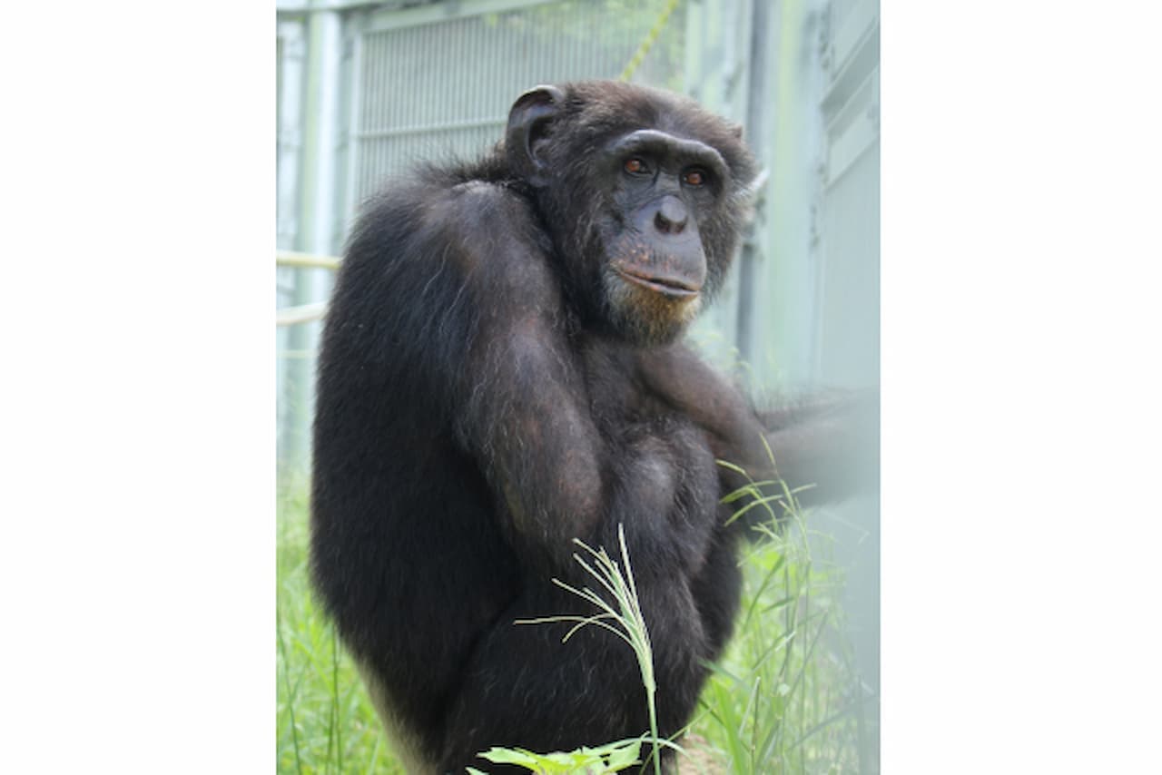 Okinawa Zoo & Museum Ticket - تصویر 6