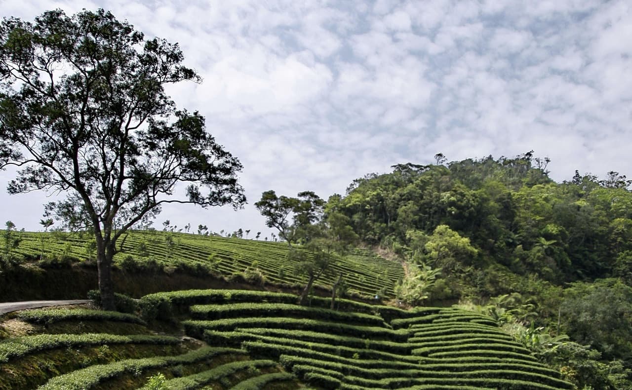 Thousand Island Lake and Pinglin Tea Plantation Tour - تصویر 7