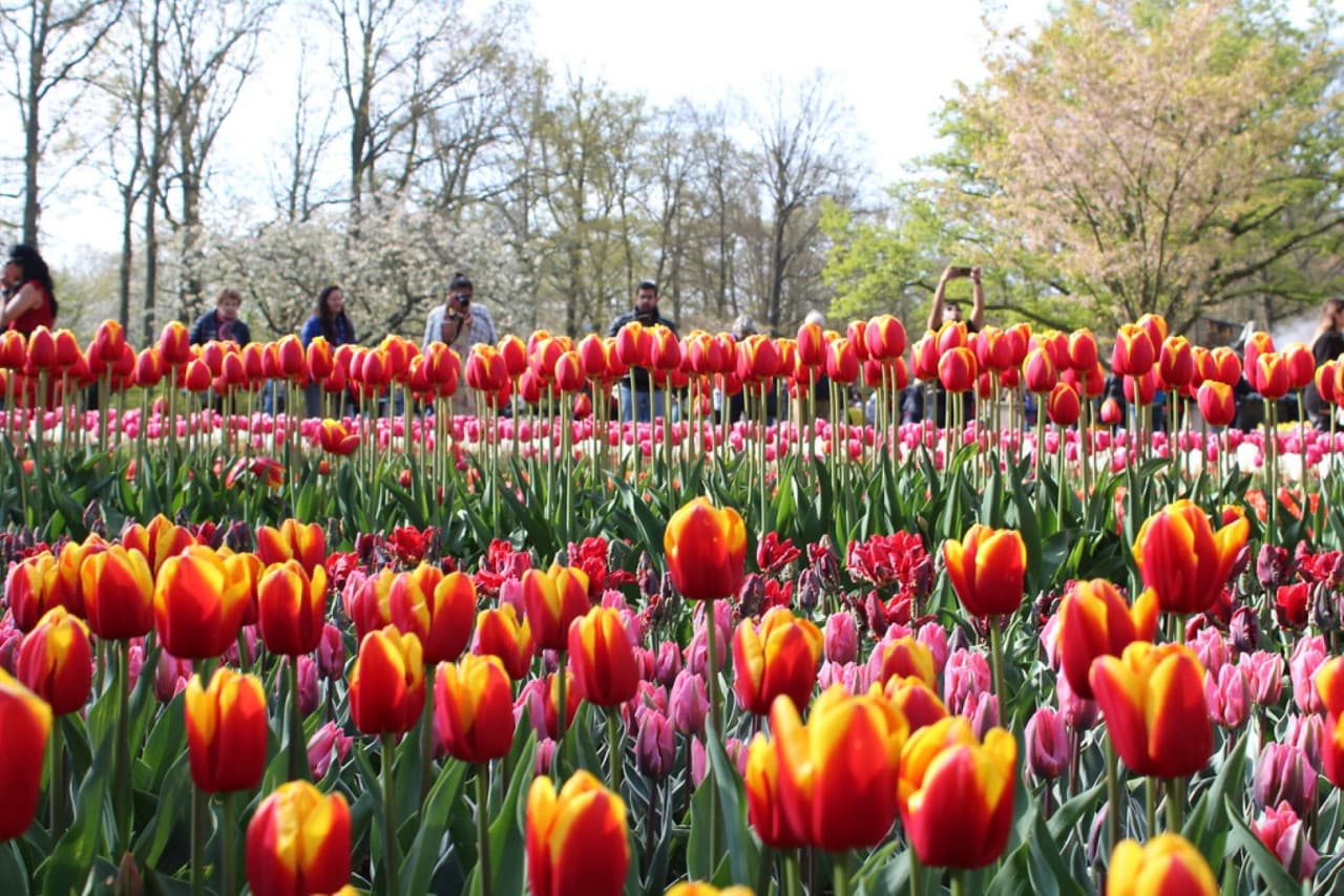 Keukenhof Gardens Ticket with Round Trip Bus Transfer from Amsterdam - تصویر 9
