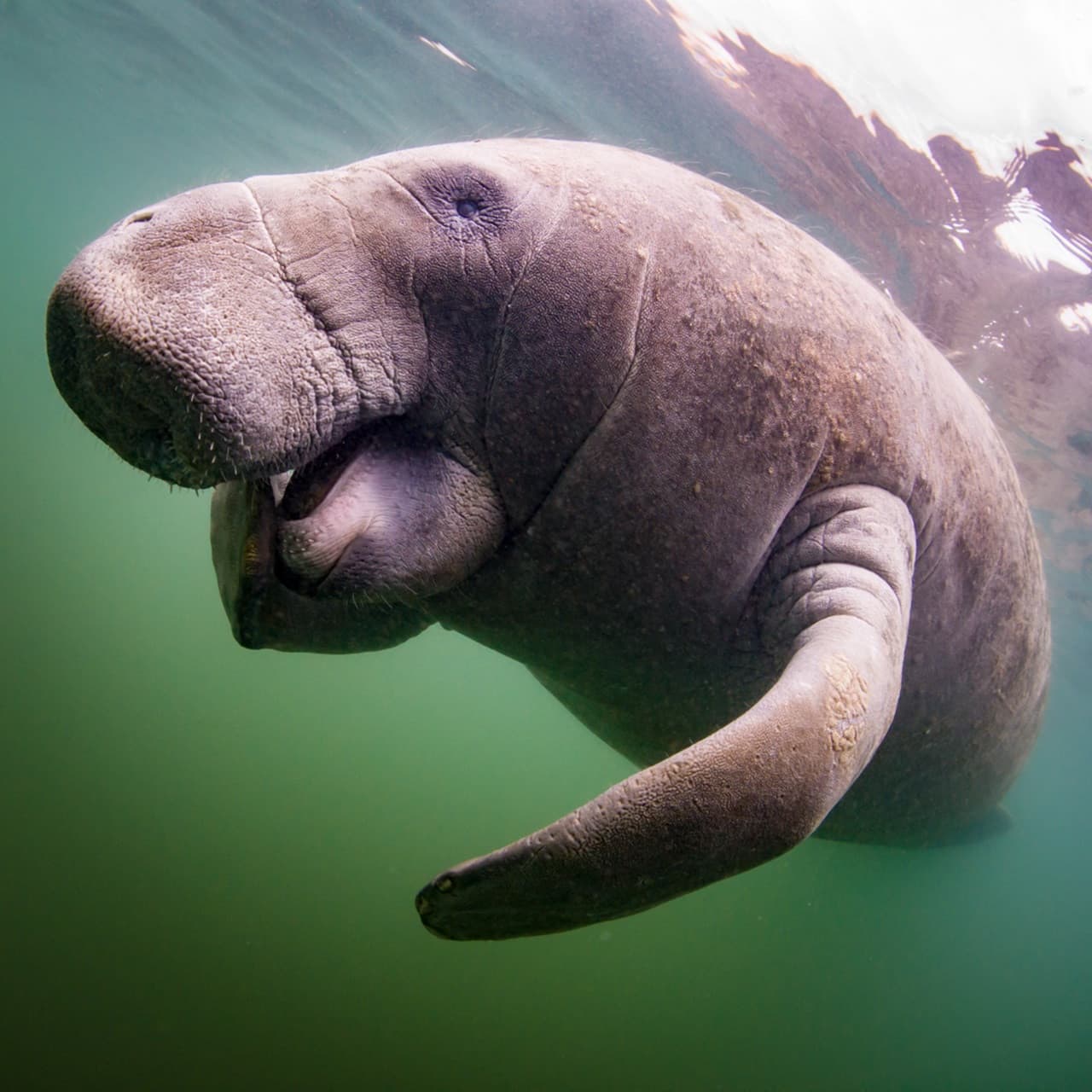 Florida Nature Coast Tour: Crystal River with Manatees Snorkelling, Homosassa State Park - تصویر 6