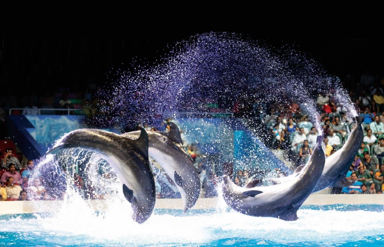 COMBO: Dubai Dolphinarium + Dubai Crocodile Park Tickets - تصویر اصلی
