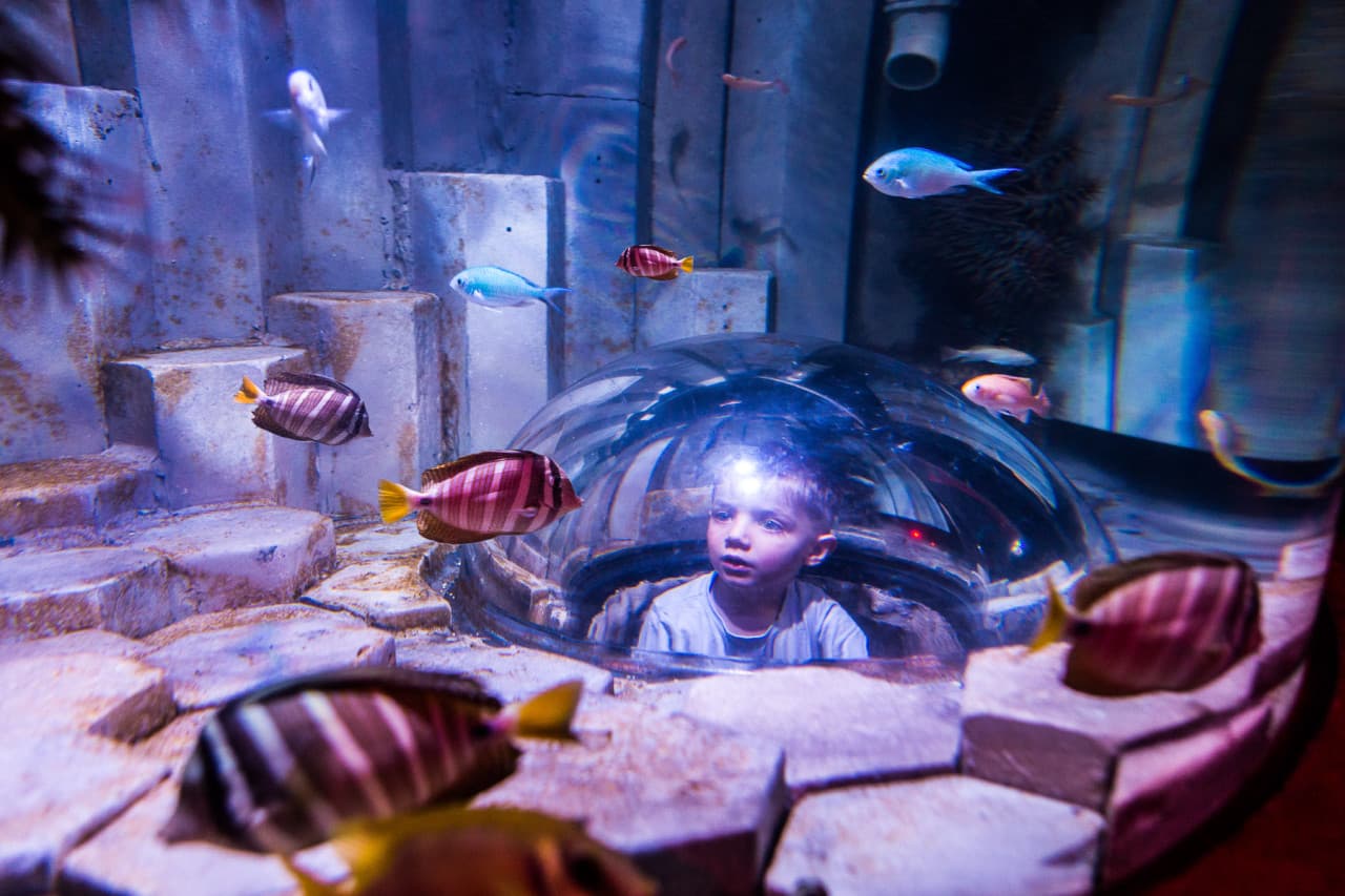 COMBO: Melbourne Skydeck + SEA LIFE Melbourne Aquarium Tickets - تصویر 8