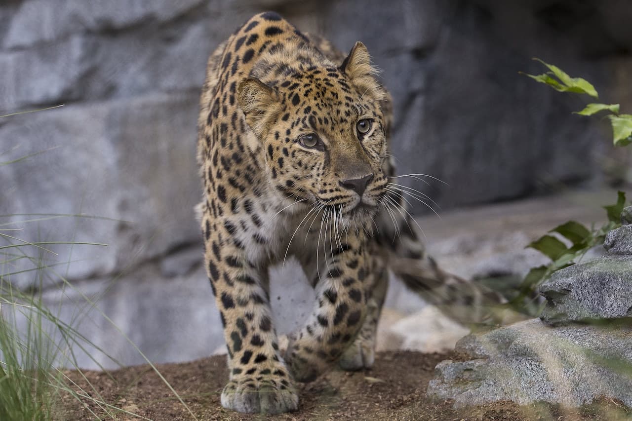 San Diego Zoo - تصویر 9