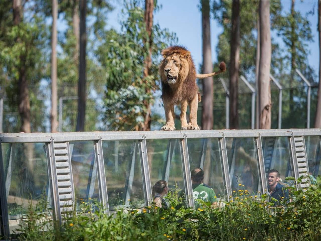 Zoo Santo Inácio Ticket - تصویر اصلی