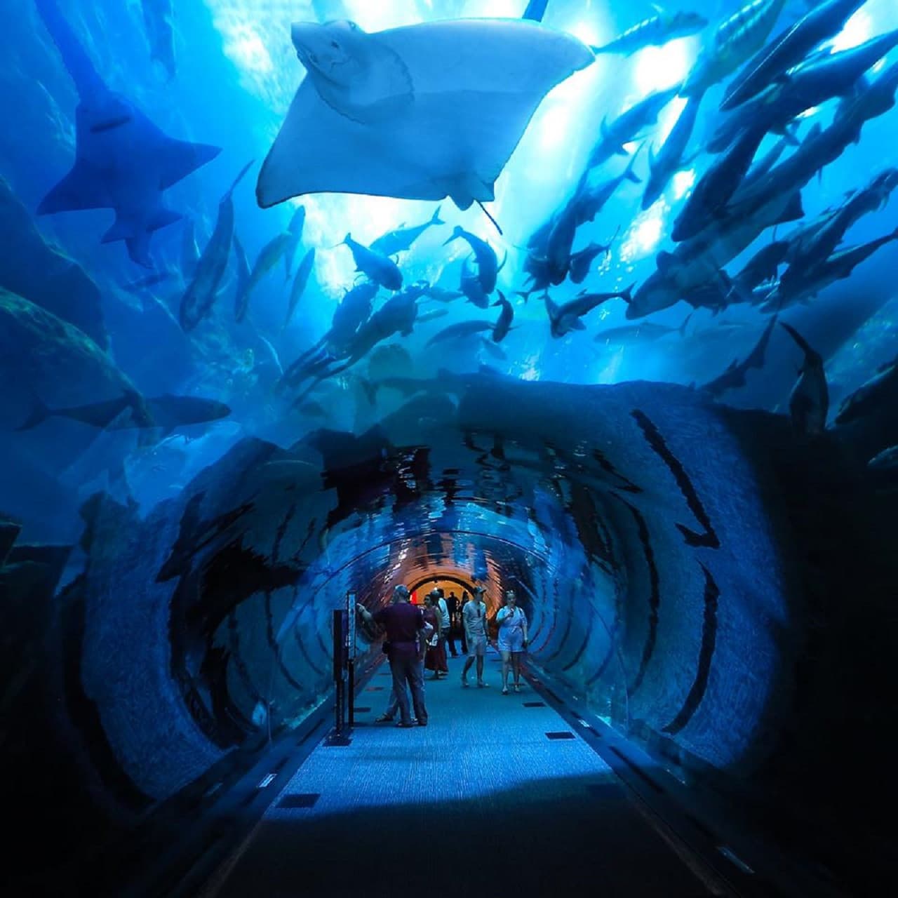 Dubai Aquarium and Underwater Zoo Ticket - تصویر 11