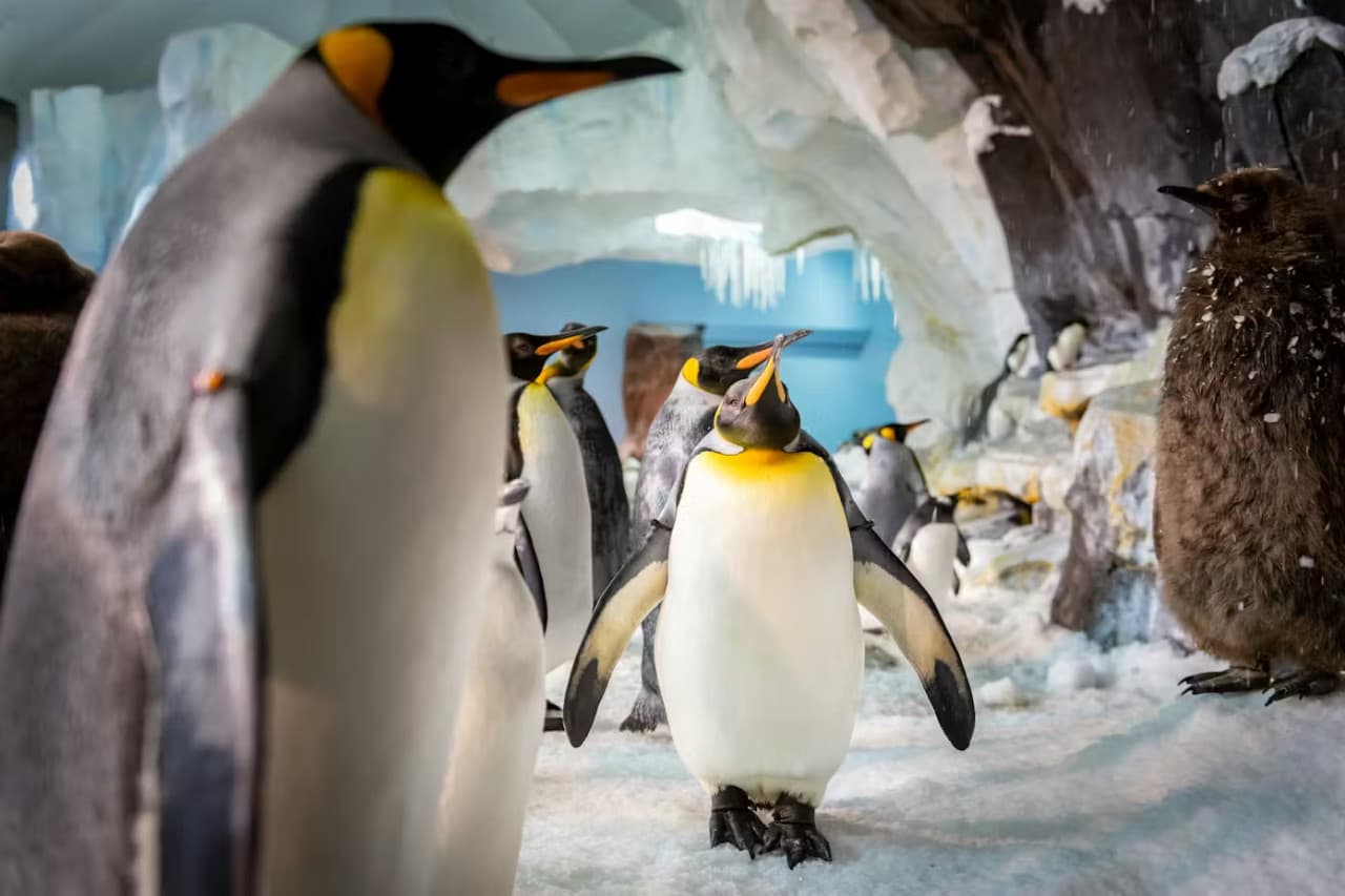 SeaWorld Orlando Ticket: Direct Entry + Optional All-Day Dining Deal + Multi-Park Discount Ticket - تصویر 9
