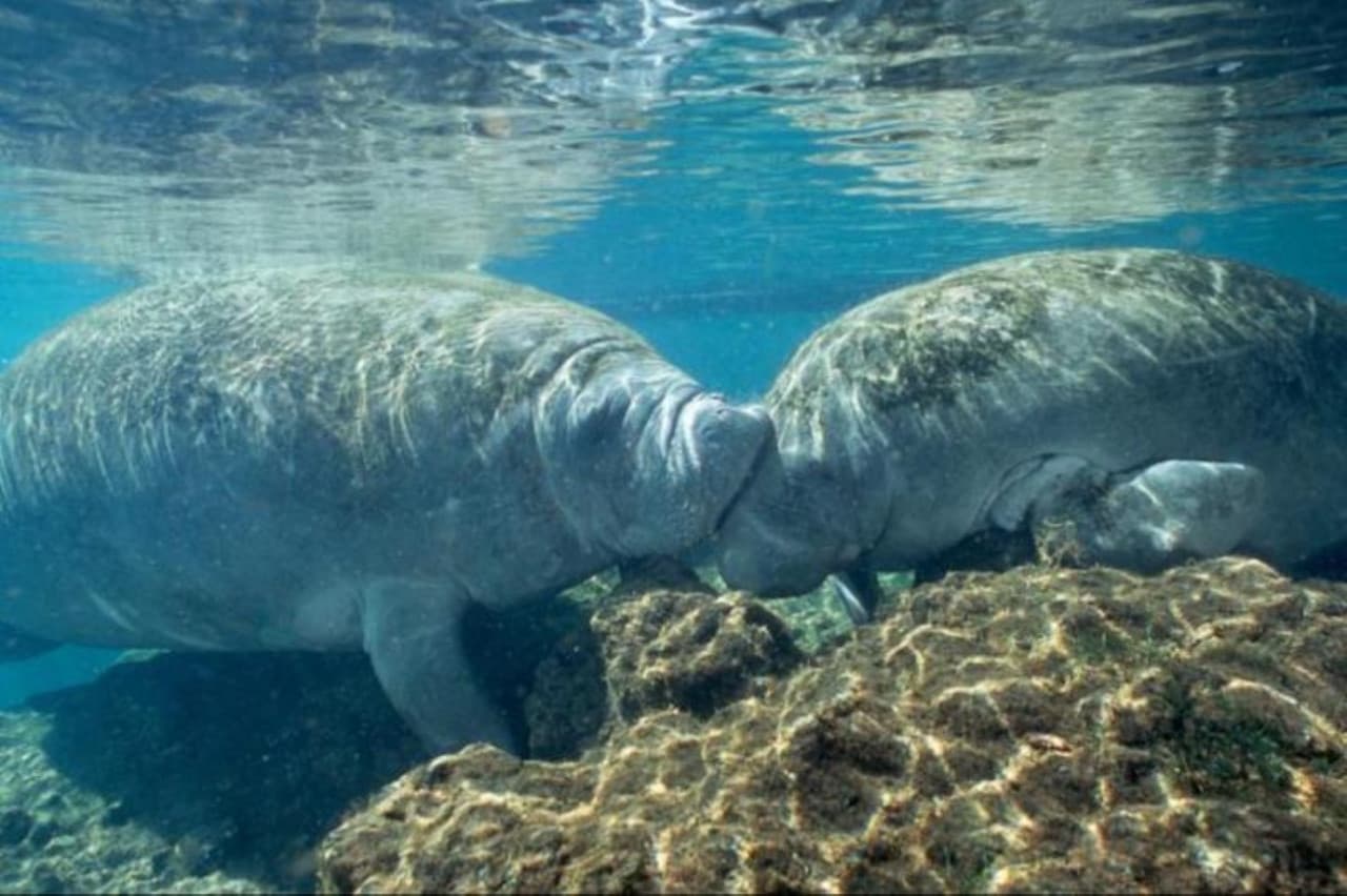 Florida Nature Coast Tour: Crystal River with Manatees Snorkelling, Homosassa State Park - تصویر 3