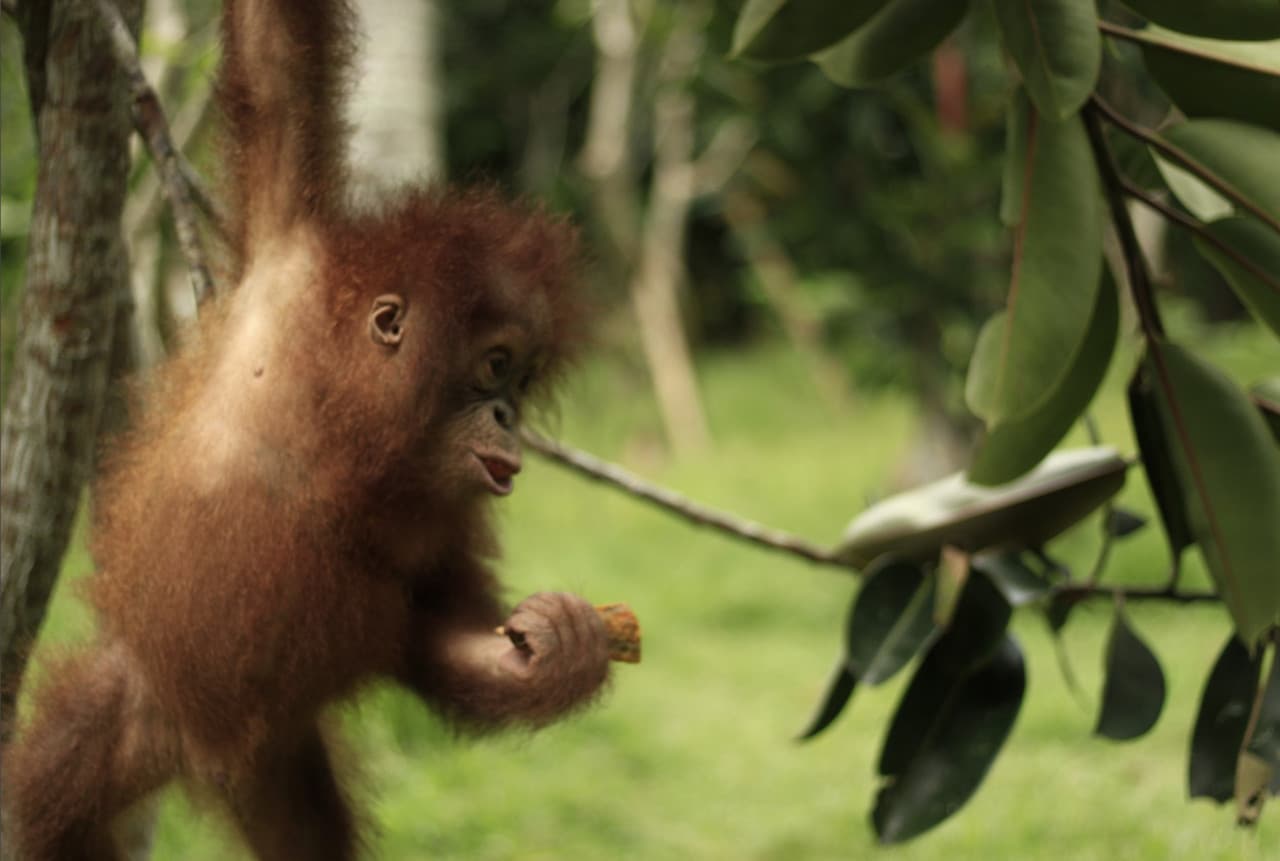 Lombok Wildlife Park - تصویر 7